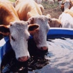 The province has posted a self-assessment checklist online that livestock producers should use to determine eligibility for water infrastructure rebates. | File photo