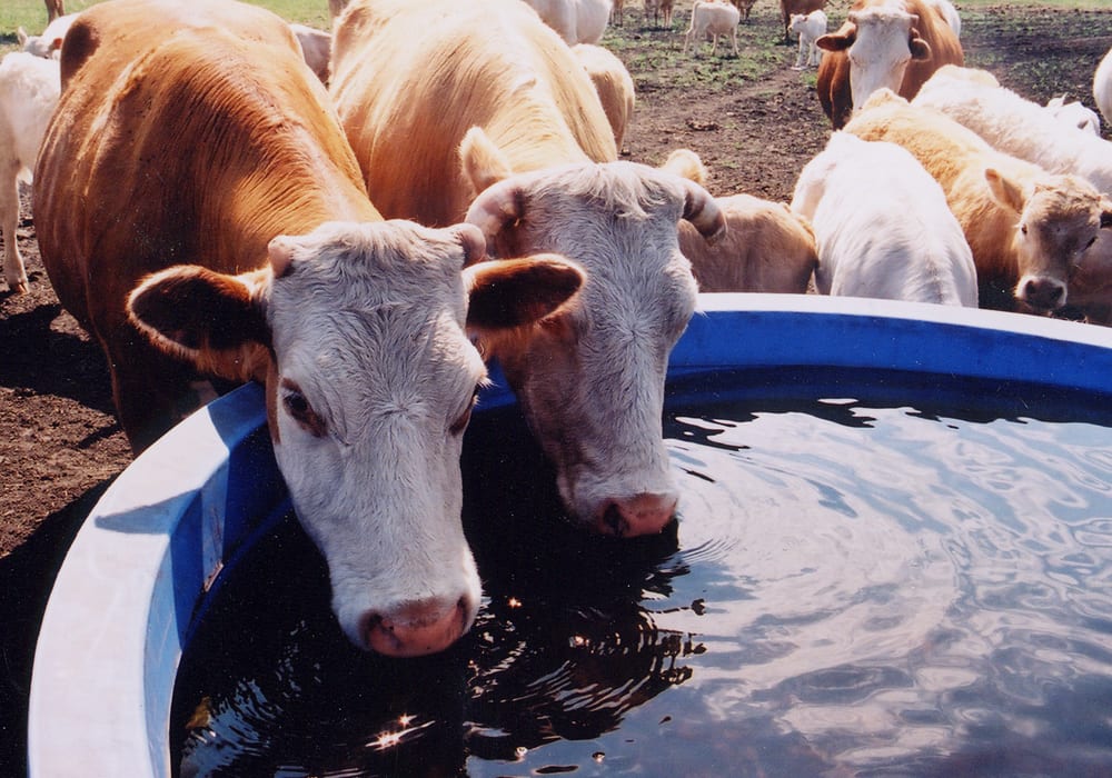 The province has posted a self-assessment checklist online that livestock producers should use to determine eligibility for water infrastructure rebates. | File photo