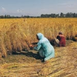A farm crisis in India is being blamed on government mishandling of its minimum support price program. | REUTERS/Danish Ismai photo