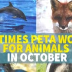 Organizations such as the People for the Ethical Treatment of Animals and the Animal Legal Defence Fund have tried to provide legal representation on behalf of animals. | Twitter/@PETA photo