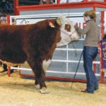 Donald Cross watches his reserve grand champion Hereford at the 106th Calgary bull sale in 2006. Cross was a long-time Hereford breeder and businessperson. | File photo