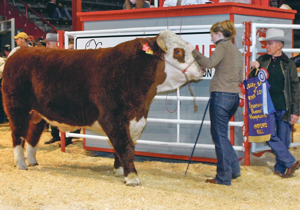 Donald Cross watches his reserve grand champion Hereford at the 106th Calgary bull sale in 2006. Cross was a long-time Hereford breeder and businessperson.  |  File photo