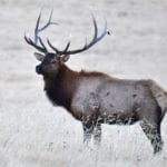 The province said a three-and-a-half year-old bull elk submitted as part of the voluntary CWD surveillance program tested positive. | Flickr/Larry Lamsa photo