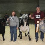 The grand champion Speckle Park female was the entry of Wayne Meakin, owner of Outback Stock Farms in Alberta’s Sturgeon County. The winning female came from the two-year-old heifer class with calf at side. | Barbara Duckworth photo