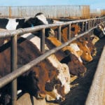 Cattle in