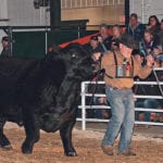 Barry Hall shows his Simmental bull at the Stockade Roundup in Lloydminster. | Jeremy Simes photo