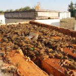 Lisa Peters talks about her honey business almost as though it’s philosophy, discussing her love of the creatures and her detailed knowledge of the workings of the bee world. | File photo