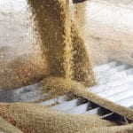 A large carryout of green lentils is expected heading into next spring, and farmers will need to get rid of it before the crop starts discolouring. | File photo