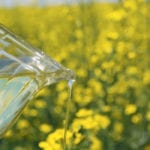 Crush margins have been languishing in the low end of the range because canola seed is pricey relative to oil and meal. | File photo