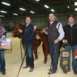 Wheatland Farms and Michelson Land and Cattle won the grand champion Simmental female on day two at Farmfair International held in Edmonton from Nov. 7-11. | Barbara Duckworth photo