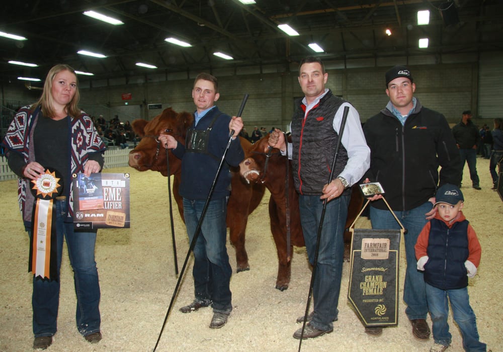 Wheatland Farms and Michelson Land and Cattle won the grand champion Simmental female on day two at Farmfair International held in Edmonton from Nov. 7-11. | Barbara Duckworth photo