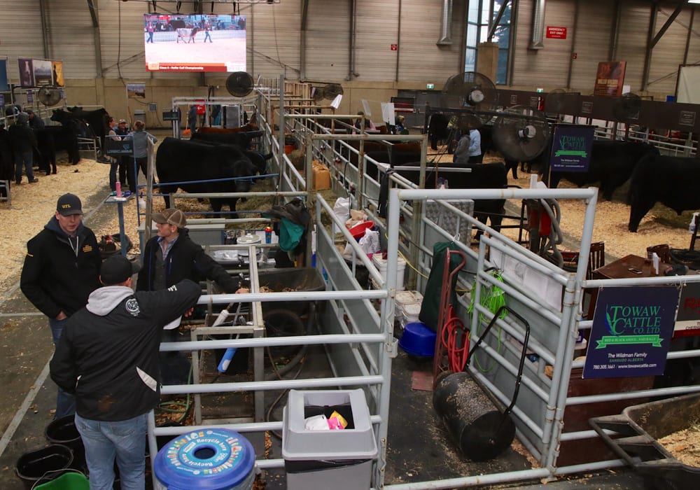 Exhibitors hand out in the Black Angus barn at Farmfair International in Edmonton. | Jeremy Simes photo