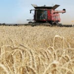 Wheat bids in Western Canada were lower for the week ended Nov. 8, following the lead of dropping United States futures markets. | File photo