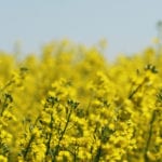 Canola futures slid to their lowest levels in 15 months during the week ended Nov. 9, but managed to uncover some support to the downside and could be consolidating. | File photo