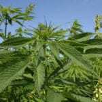 Canadian hemp growers have asked for a national promotion and research agency.
| File photo