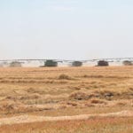 The Canadian Foodgrains Bank raises much of its money through growing projects such as this one near Picture Butte, Alta., last year. | File photo