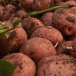Manitoba potato growers had expected to produce about 22 million hundredweight of potatoes in 2018, but the actual total will be about nine percent less. | File photo