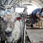 The Canadian Co-operative Wool Growers saw a 2.5 percent increase in gross wool sales in the last fiscal year, selling almost $10.4 million worth of product. | File photo