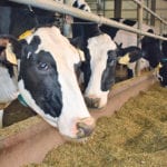 Bovine leukosis virus is a bigger problem in dairy cattle than beef herds. | File photo