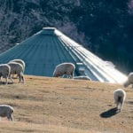 Possible options for predator control among Alberta’s sheep flocks could include night-vision scopes for dealing with coyotes hunting at night, better fences and more dogs. | Mike Sturk photo