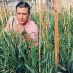 Graduate student Jorge Venegas inspects his wheat breeding lines at the University of Nebraska greenhouse. | Craig Chandler photo