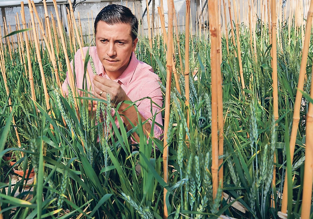 Graduate student Jorge Venegas inspects his wheat breeding lines at the University of Nebraska greenhouse.  |  Craig Chandler photo