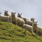 New Zealand is one of the world’s major sheep producers. These animals were photographed on a farm in that country’s Wairarapa region. | REUTERS/Naomi Tajitsu photo