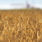 The forecast for U.S. year-end soybean stocks is ballooning to a record high because of that country’s trade war with China. | File photo