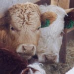 Tristan Skolrud says the ag sector contributes about 10 percent to national emissions and the vast majority of that is not carbon dioxide from fuel — it’s nitrous oxide and methane. “And all of those emissions are exempt under the Greenhouse Gas Pollution Pricing Act.”
| File photo