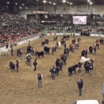 Female cattle compete during the supreme show at Farmfair International. Numbers were down this year at the Edmonton show, but organizers are pleased with the end result.  |  Jeremy Simes photo