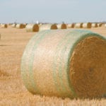 A shortage of feed this winter may force producers to sell some of their cattle.  |  File photo