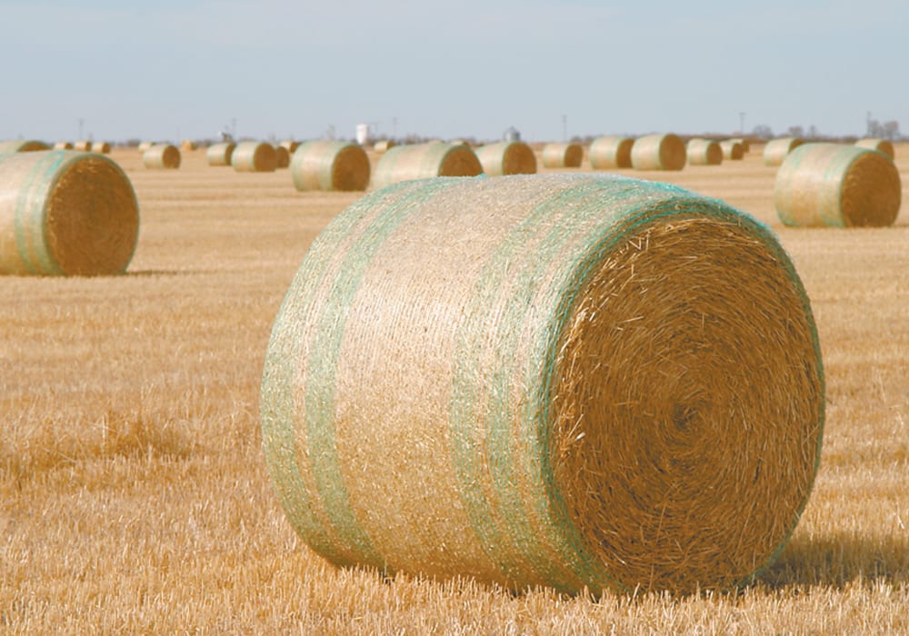 A shortage of feed this winter may force producers to sell some of their cattle.  |  File photo