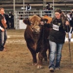 Sara Van Sickle of Nolara Farms shows her grand champion Simmental bull, owned in partnership with Dave and Nadine Hawkins, Hawk-Eye Simmentals of Drayton Valley, Alta., during the supreme show at Farmfair International. | Jeremy Simes photo