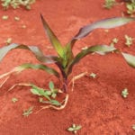 A corn plant shows symptoms of severe phosphorus deficiency in unfertilized soil in western Kenya. | Andrew Margenot photo