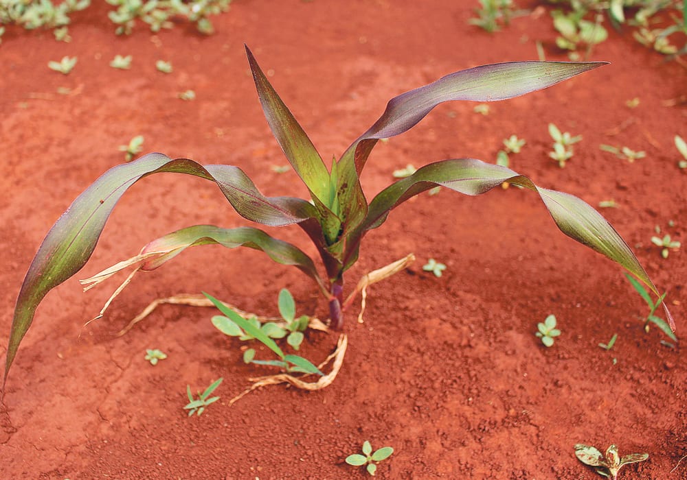 A corn plant shows symptoms of severe phosphorus deficiency in unfertilized soil in western Kenya.  |  Andrew Margenot photo