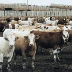 This past year has been a struggle for the feeding sector after a strong 2017. | File photo
