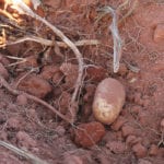 Average potato yields in Prince Edward Island aren’t increasing. | File photo