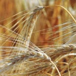 Saudi Arabia restricted trade with Canada, including barley shipments, because of concerns expressed about human rights abuses. | File photo