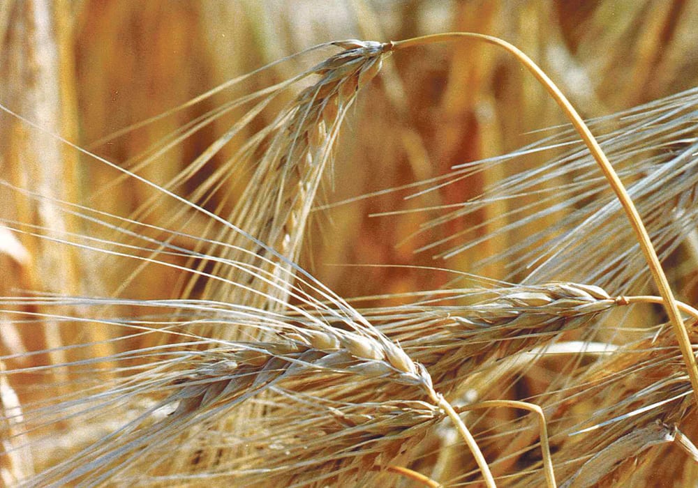Saudi Arabia restricted trade with Canada, including barley shipments, because of concerns expressed about human rights abuses.  |  File photo