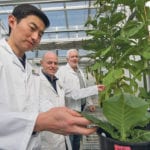 Australian National University researchers Dr. Wei Yih Hee, left, Dr. Ben Long and Professor Dean Price inspect tobacco plants as part of their research into photosynthesis. | Australian National University photo