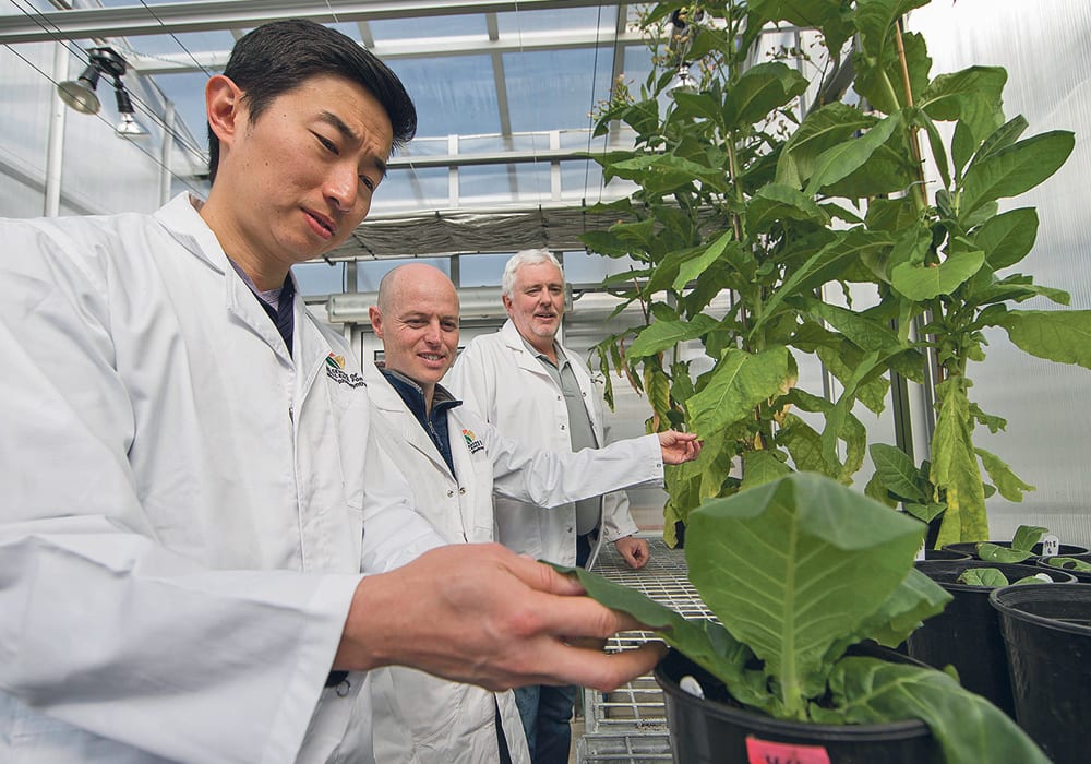 Australian National University researchers Dr. Wei Yih Hee, left, Dr. Ben Long and Professor Dean Price inspect tobacco plants as part of their research into photosynthesis.  |  Australian National University photo