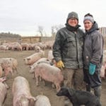 Landrace-Duroc pigs thrive at Christopher and Jessica Fasoli’s farm near Irricana, Alta. The couple have developed a large outdoor pork market in three years. The pigs live outdoors year round with plenty of bedding, fences and straw-bedded huts. | Barbara Duckworth photo
