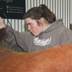 Hannah Kemp grooms a heifer at Farmfair International, where she has successfully shown Main-Tainer cattle. She is also part of her family’s effort to set up a scholarship to promote mental health. | Barbara Duckworth photo