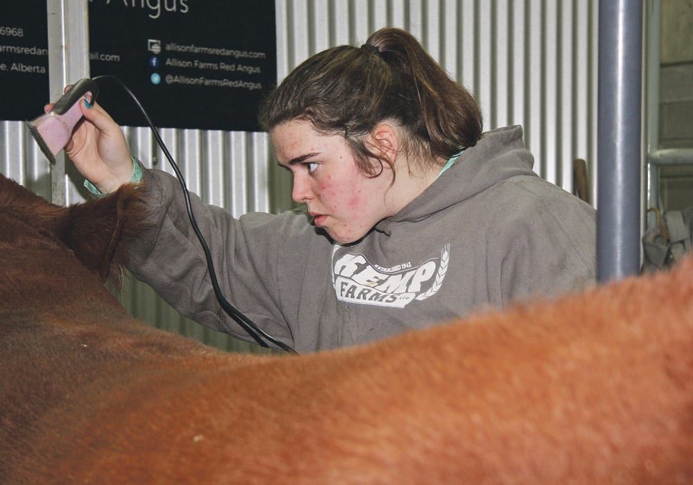 Hannah Kemp grooms a heifer at Farmfair International, where she has successfully shown Main-Tainer cattle.  She is also part of her family’s effort to set up a scholarship to promote mental health.   |  Barbara Duckworth photo