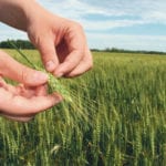 Some farmers at a meeting to discuss changes to how variety breeding is funded argued that the answer is for Agriculture Canada to pay more. | File photo