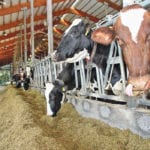 Trade negotiators must keep dairy farmers in mind because they play a significant role in their local economies. | File photo