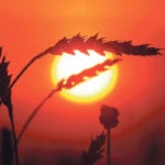 Torrid exports early in the crop year mean Agriculture Canada’s forecast of full year wheat exports of 22.3 million tonnes is in reach. | REUTERS/Ilya Naymushin photo