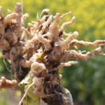 Thirty-three fields have now been confirmed with visual symptoms; 15 of them found this year. | File photo
