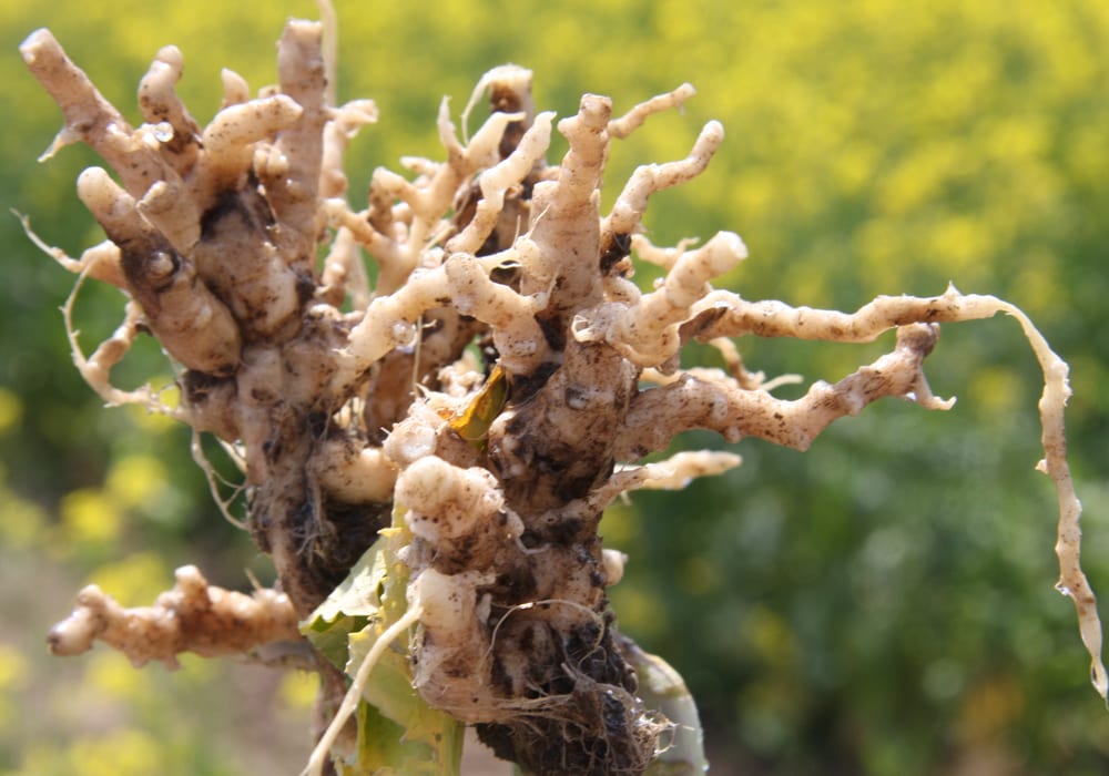 Thirty-three fields have now been confirmed with visual symptoms; 15 of them found this year. | File photo
