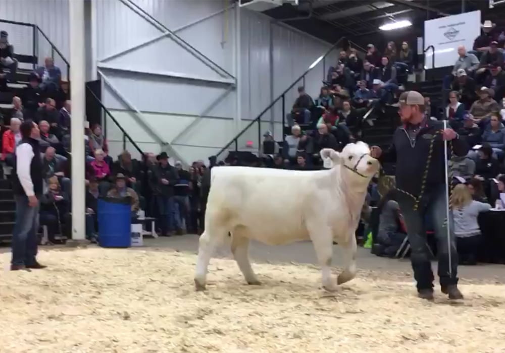 Agribition 2018 Charolais National sale: Johnson Charolais of Barrhead, Alta., sells heifer consignment for $26,500 to Wild Indian Acres, DeSoto, Missouri. | Barbara Duckworth photo